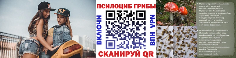 Галлюциногенные грибы Psilocybe  Сальск 